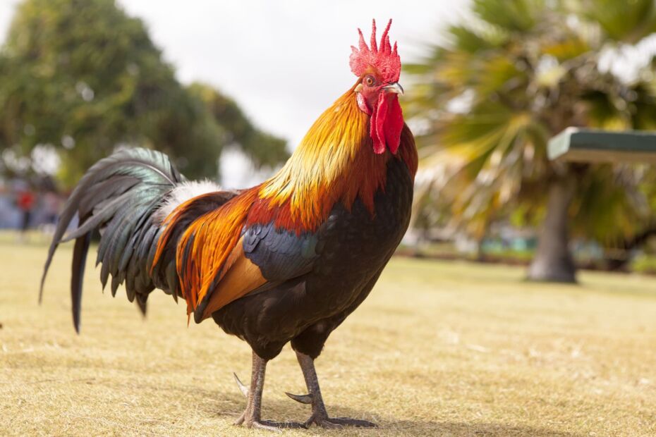 un coq coloré se lève dans le monde