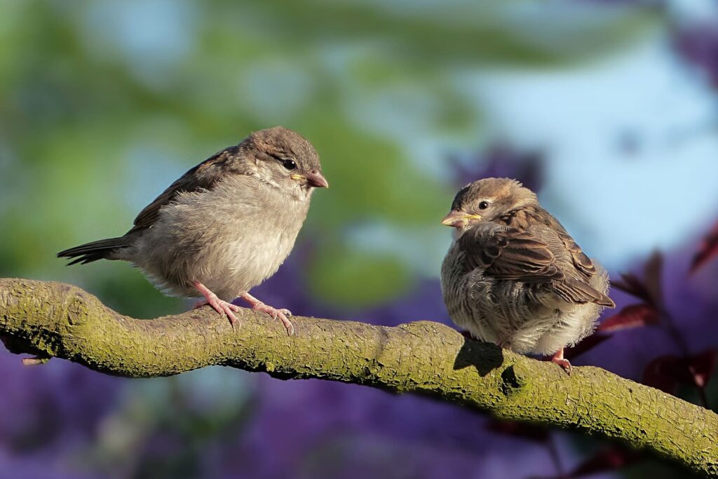2 moineaux qui s'accompagnent, avec clairvoyance, sur la branche d'un arbre.