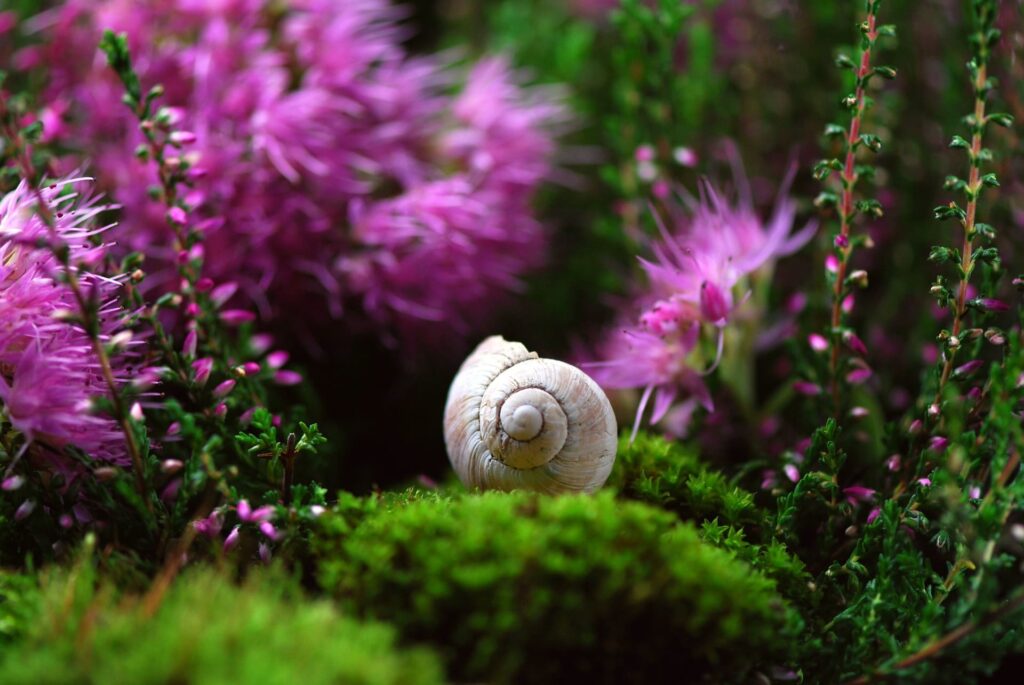 L'escargot dans un positionnement vers le ciel formant le nombre d'or, symbole de spiritualité.