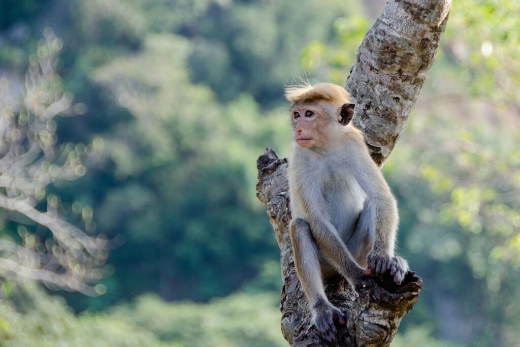 Un singe n'a pas besoin de travailler ses fonctions cognitives, il fait juste ce qu'il a à faire !