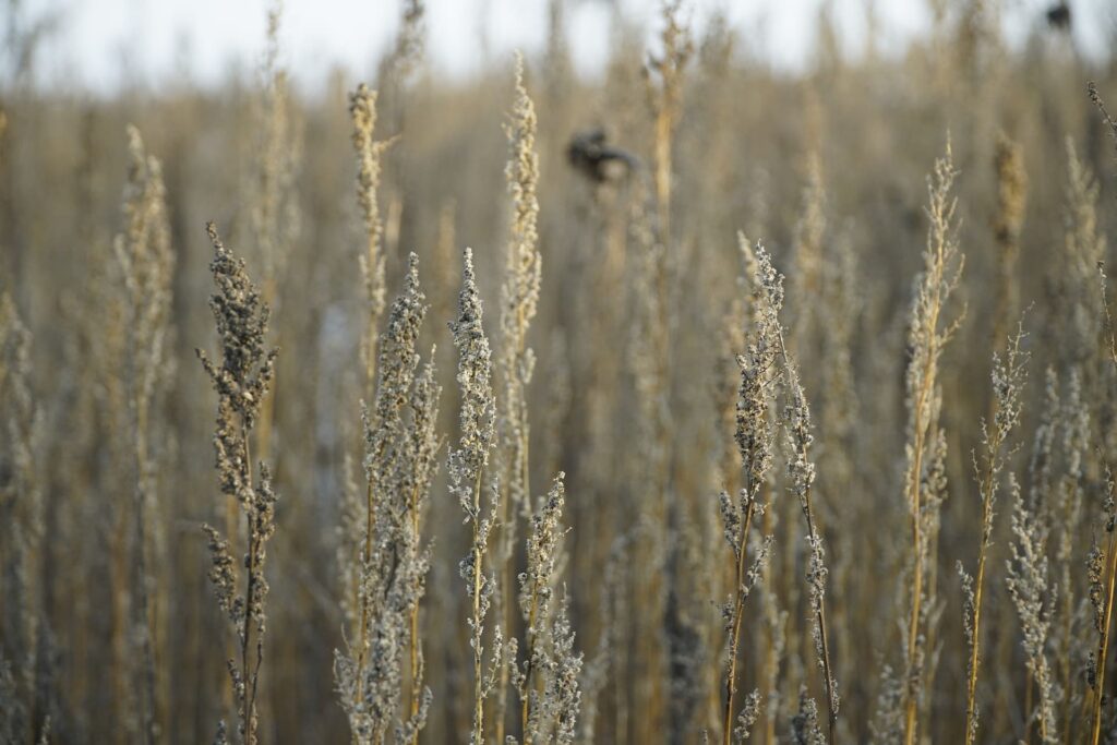 La Plante Artemisia a été interdite pendant la dictature sanitaire.