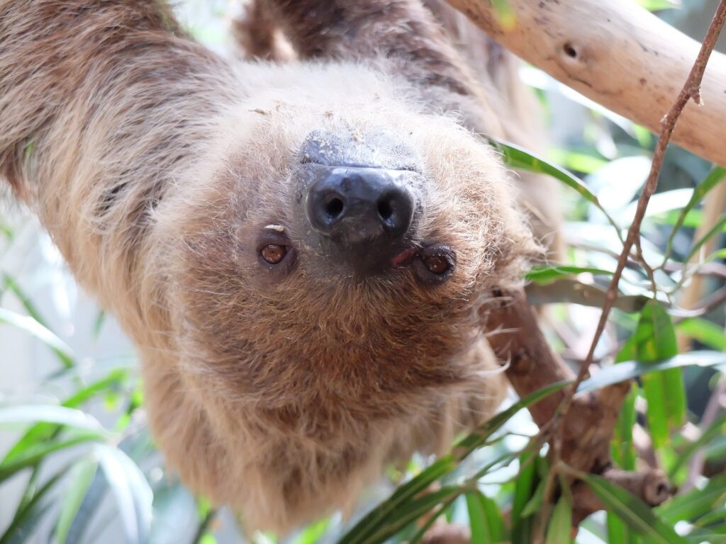Un koala qui ne se pollue ni à l'intérieure ni à l'extérieur et qui regarde le monde la tête à l'envers.