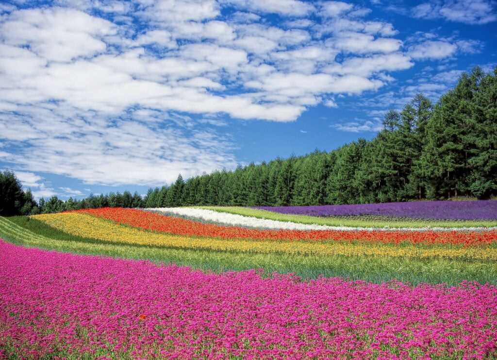 La vie est dans la simplicité comme ce champ de fleurs, loin de la complexification des villes.