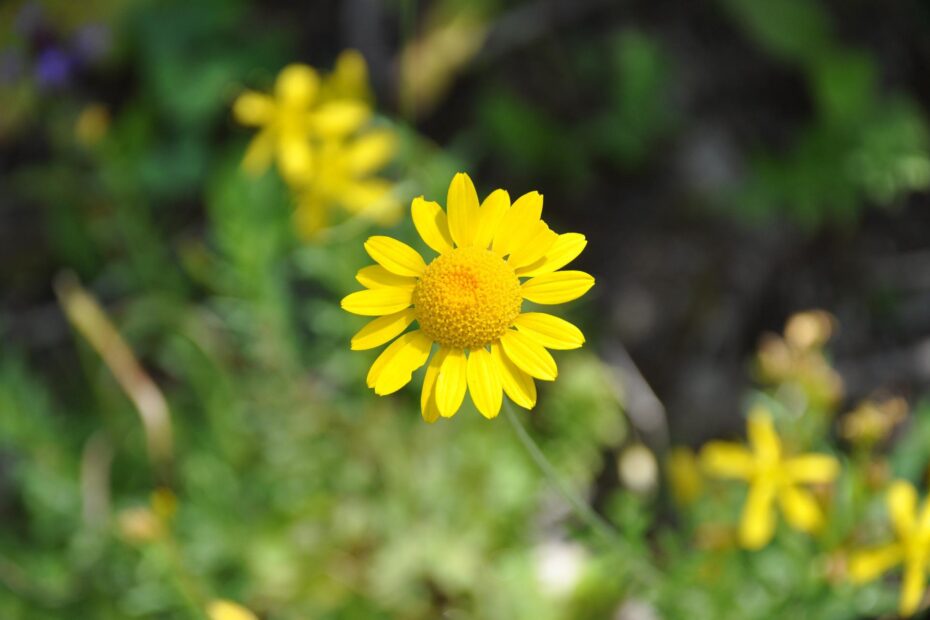 La focalisation d'énergie sur cette fleur jaune nous nourrit plutôt que de nous vampiriser.