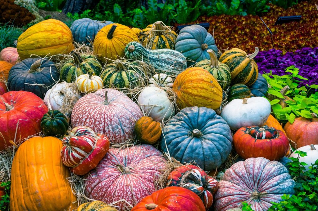 Des courges dans un jardin, une belle manière d'obtenir ce que je veux dans un esprit d'autonomie alimentaire.