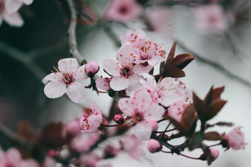 Les fleurs roses reflètent le choix d'une ligne de temps de douceur et d'amour.