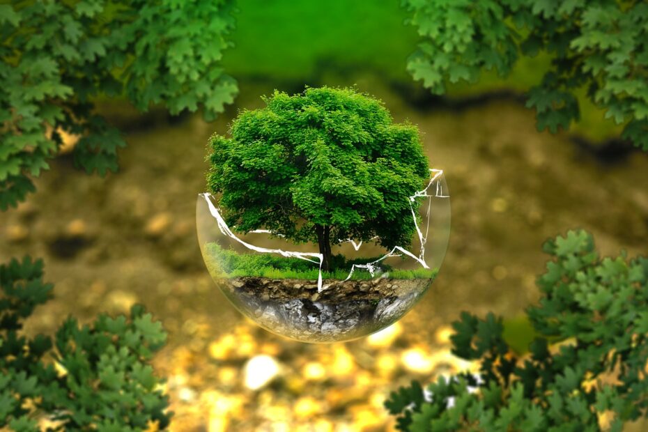 L'arbre est dans un verre séparé du reste de la nature: exactement comme notre humanité hors sol !